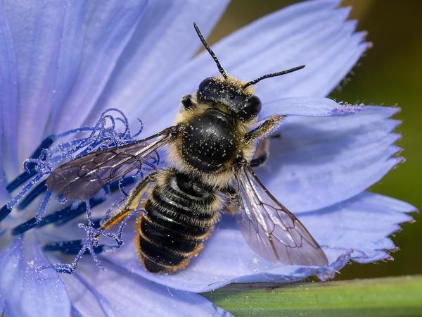 Tuinbladsnijder (Megachile centuncularis)